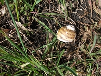 fugio Pianobello01042012 001